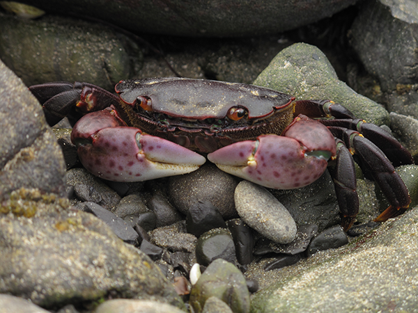 Non-molluscan Invertebrates Zoology